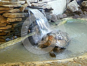 Netherlands, Amsterdam, Plantage Kerklaan 38-40, Artis Royal Zoo (Natura Artis Magistra), two turtles