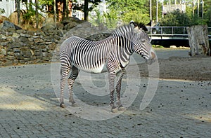 Netherlands, Amsterdam, Plantage Kerklaan 38-40, Artis Royal Zoo (Natura Artis Magistra), zebra