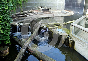 Netherlands, Amsterdam, Plantage Kerklaan 38-40, Artis Royal Zoo (Natura Artis Magistra), zoo aviary with pool