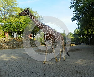 Netherlands, Amsterdam, Plantage Kerklaan 38-40, Artis Royal Zoo (Natura Artis Magistra), giraffe photo