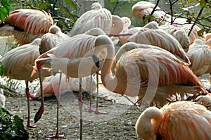 Netherlands, Amsterdam, Plantage Kerklaan 38-40, Artis Royal Zoo (Natura Artis Magistra), pink flamingos photo