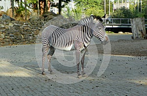 Netherlands, Amsterdam, Plantage Kerklaan 38-40, Artis Royal Zoo (Natura Artis Magistra), zebra photo