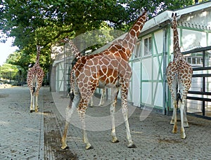 Netherlands, Amsterdam, Plantage Kerklaan 38-40, Artis Royal Zoo (Natura Artis Magistra), giraffe family photo