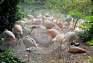 Netherlands, Amsterdam, Plantage Kerklaan 38-40, Artis Royal Zoo (Natura Artis Magistra), pink flamingos photo