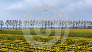 Netherlands countryside, Noordoostpolder area with row of trees along Tulip fields photo
