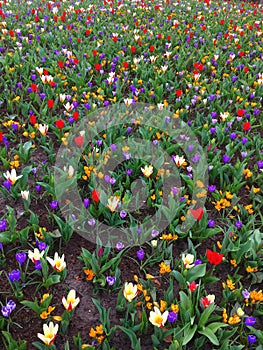 Netherlands, the famous Dutch flower fields