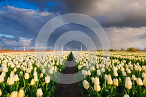 Netherlands. Field with tulips during storm, Netherlands. Agriculture in Holland. Rows on the field.