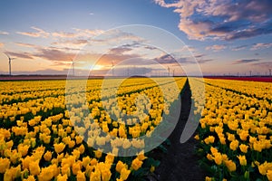 Netherlands. A field of tulips during sunset. Rows on the field. Landscape with flowers during sunset.