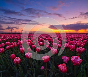 Netherlands. A field of tulips during sunset. Rows on the field. Landscape with flowers during sunset.