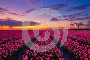 Netherlands. A field of tulips during sunset. Rows on the field. Landscape with flowers during sunset.