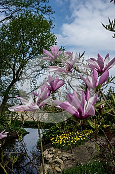 Netherlands,Lisse, CLOSE-UP OF PINK FLOWERING PLANT AGAINST SKY