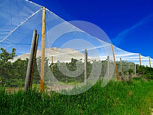 Nets over cherry orchard