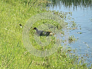 Netta peposaca - Pato Picazo, Rosy-billed pochard, rosybill pochard. photo