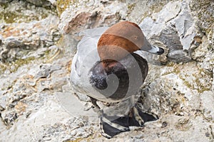 Netta peposaca, Rosy-billed pochard