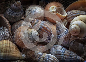 Netted dog whelks