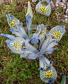 Netted Iris reticulata Katharine Hodgkin yellow blotched pale blue flowers in moss