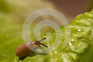 Netted slug on a lettuce leaf - side view, macro