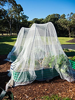 Netting insect for organic vegetable garden.