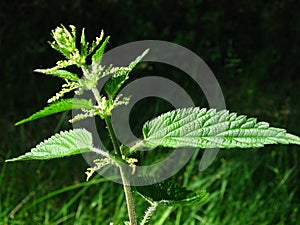 Nettle