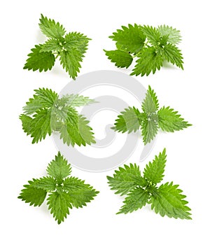 Nettle photo