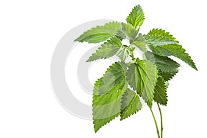 Nettle photo