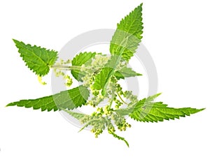 Nettle