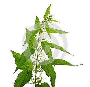 Nettle