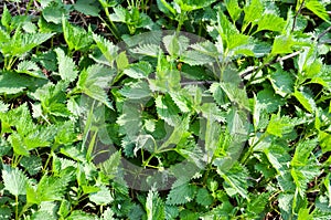 Nettle