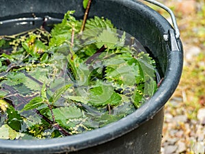 Nettle brew natural fertilizer stinging nettles