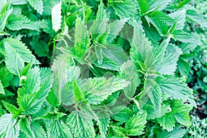 Nettle bushes with light spots of the disease.