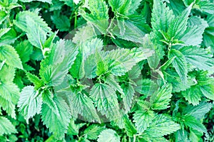 Nettle bushes with light spots of the disease.