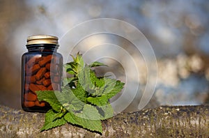 Nettle capsules - nettle essence and fresh branches blooming nettle
