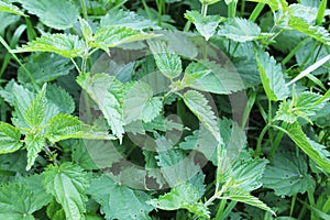 Nettle close-up green nettle background