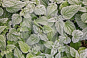 Nettle covered hoarfrost