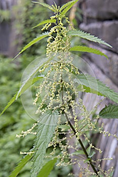 Nettle dioecious blooms