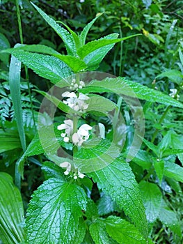 nettle dioecious