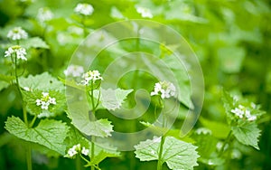 nettle flowers / shallow dof photo