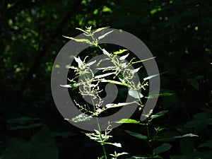 Nettle in the forest