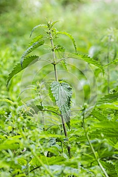 Nettle growing in a meadow in summer, selective focus