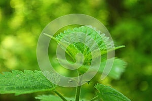 Nettle,the healer of body and soul