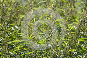 Nettle herb