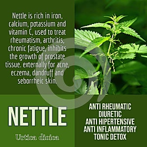 Nettle herbalist advises with herbs benefits photo