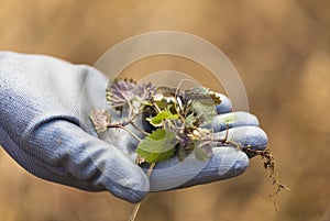 Nettle hold in hand wearing a glove