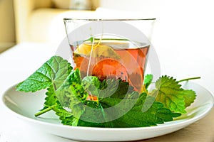 Nettle infusion with nettle leaves in a transparent cup