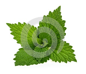 Nettle isolated on white background