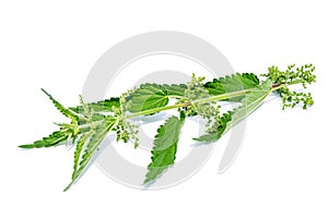 Nettle isolated on white backgroundNettle isolated on white background photo