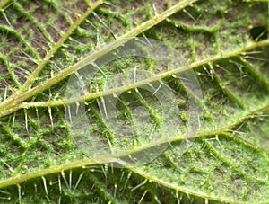 Nettle leaf close-up