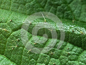 Nettle leaf close-up