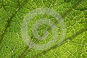 Nettle Leaf Detail