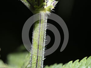Nettle leaf detail close up